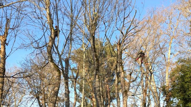 alameda_patrimonio_arvoreo_jan2025