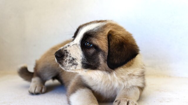 abrigo_caes_jan2025_ii