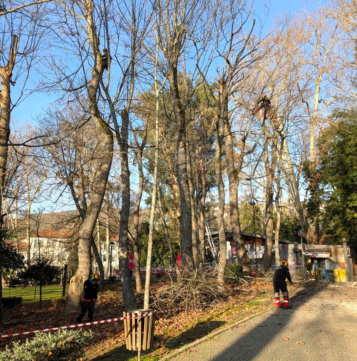 Câmara de Lamego cuida das árvores do Parque Isidoro Guedes