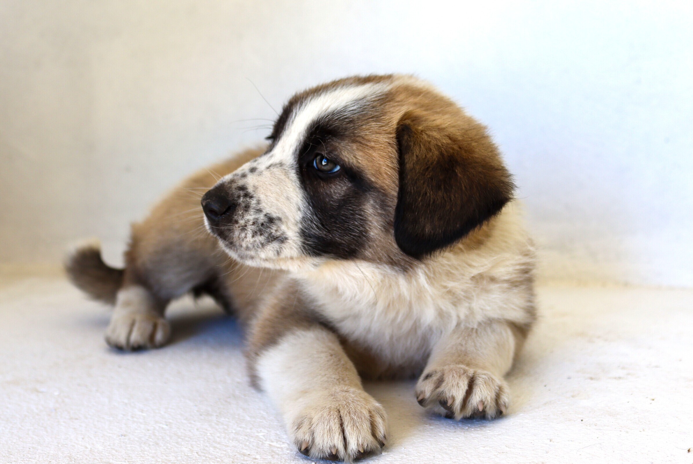 Abrigo reforça atividade com mais animais recolhidos e adotados